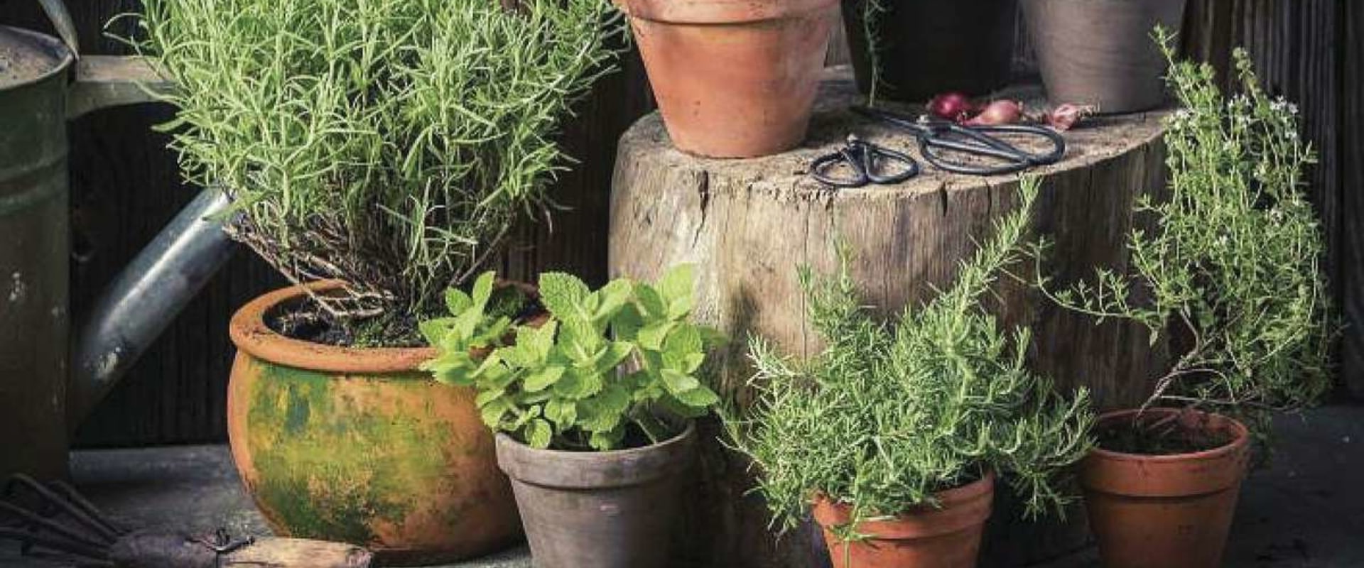 Growing Herbs Indoors in Travis County, Texas: The Best Fertilizers for Optimal Results