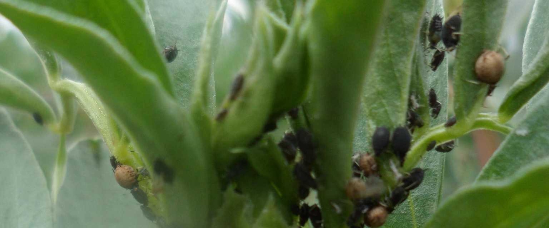 Common Pests and Diseases for Herbs Grown in Travis County, Texas