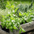 Discover The Rich Variety Of Herbs Found In Travis County, Texas