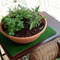 How to Water Your Indoor Herb Garden in Travis County, Texas