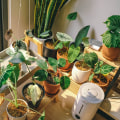 Fertilizing Your Indoor Herb Garden in Travis County, Texas