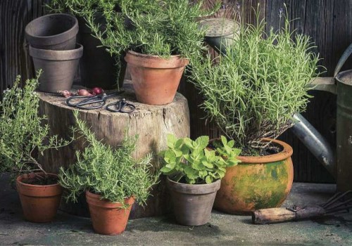 Growing Herbs Indoors in Travis County, Texas: The Best Fertilizers for Optimal Results
