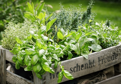 Discover The Rich Variety Of Herbs Found In Travis County, Texas